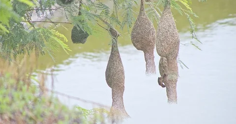 Nature of birds Stock Footage 112916145