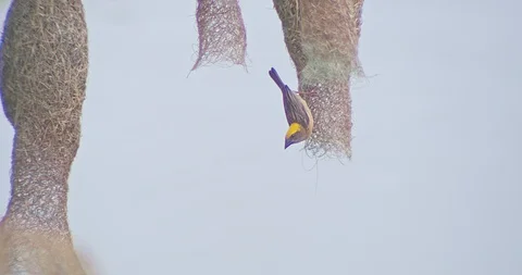 Nature of birds Stock Footage 112916223