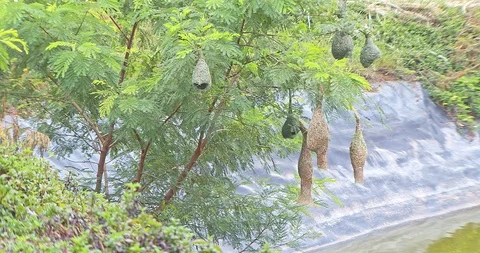 Nature of birds Stock Footage 113034565