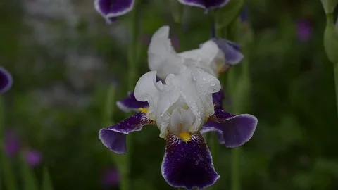 In nature, blooming irises Stock Footage 76792913