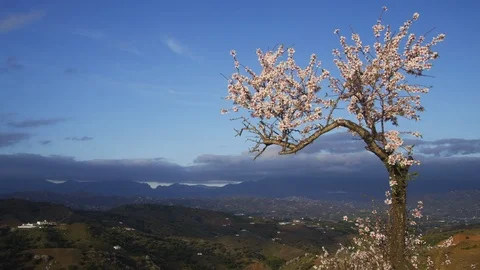 Nature, Blossom, Lockdown, 20 Seconds Or Greater, Outdoors, Day, Non Urban Video stock 95847968