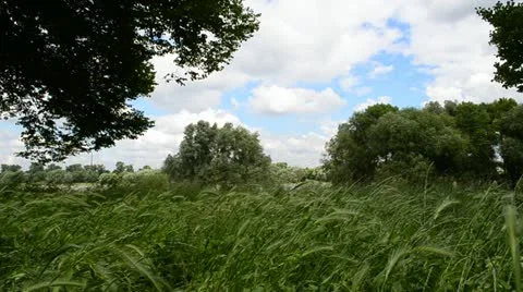 Nature blowing wind cornfield Stock Footage 11270979