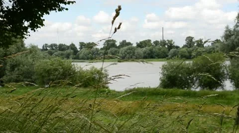 Nature blowing wind cornfield 動画素材 11272129