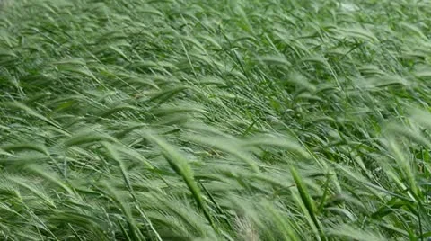 Nature blowing wind cornfield 動画素材 11272268