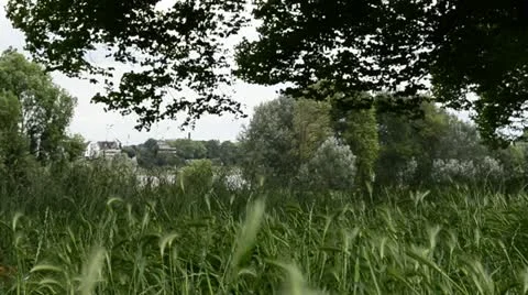 Nature blowing wind cornfield 動画素材 11286115