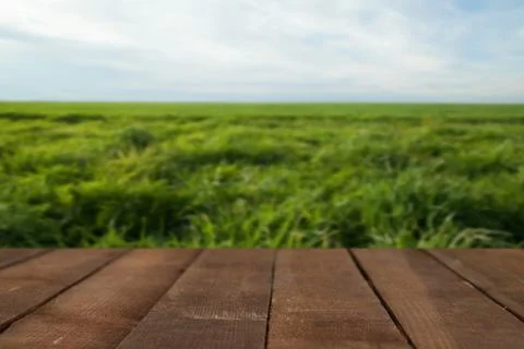 Nature blurred background 스톡 사진