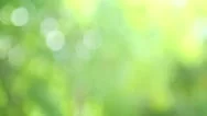 Nature Blurred Green Background Stock Footage