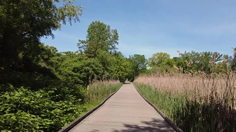 NATURE BOARDWALK Stock Footage 195724948