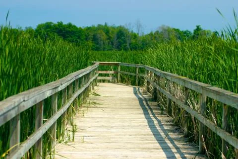 Nature Boardwalk Stock Photos