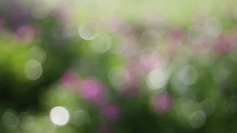 Nature Bokeh-1 Stock Footage 91499542