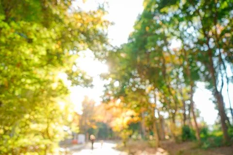 Nature Bokeh Background Stock Photos
