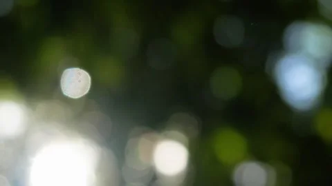 Nature bokeh background with sunlight. blur trees Stock Footage 310117270