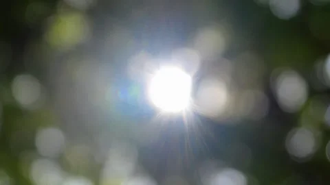 Nature bokeh background with sunlight. blur trees Stock Footage 310117309