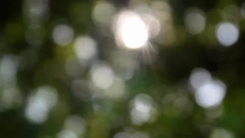 Nature bokeh background with sunlight. blur trees Stock Footage 310117347