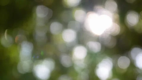 Nature bokeh background with sunlight. blur trees Stock Footage 310117357