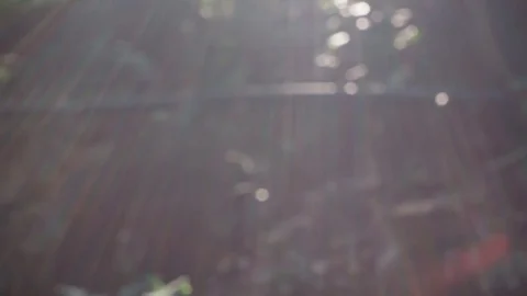 Nature bokeh Stock Footage 81946546