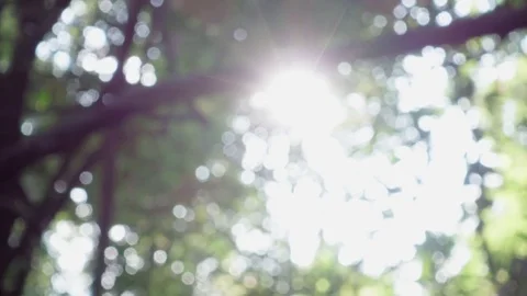 Nature bokeh Stock Footage 81948173