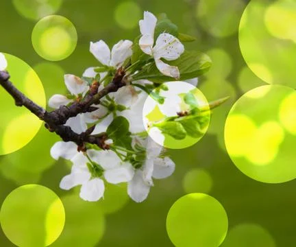 Nature bokeh Stock Illustration