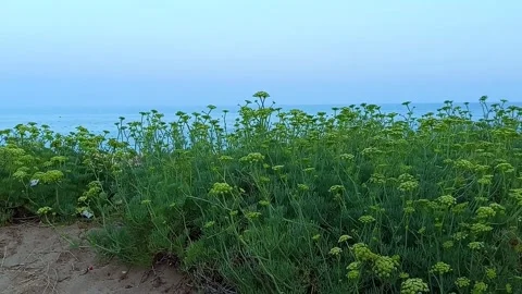 Nature born in the sand of the beach Stock Footage 317929357