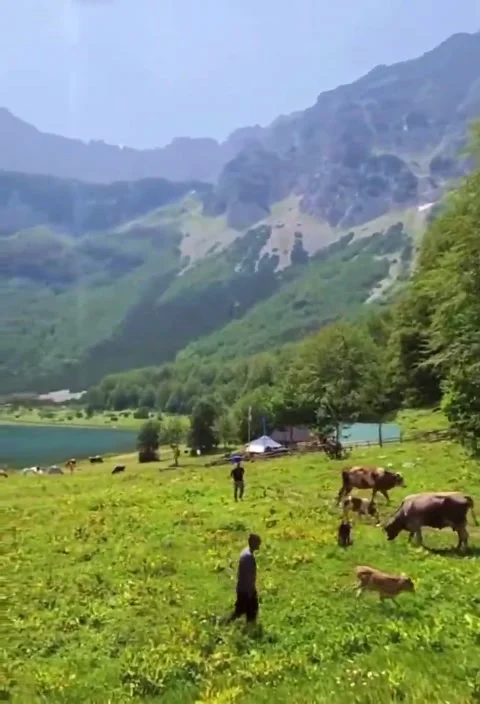 Nature in the bosina Stock Footage 201357595