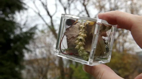 Nature in a box Stock-Footage 48462234