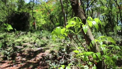 Nature breeze Stock Footage 133212161
