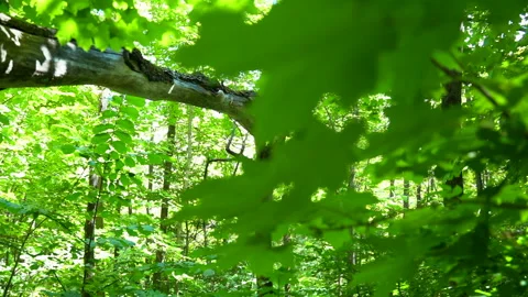 Nature - A broken tree surrounded by foliage Stock Footage 157975901