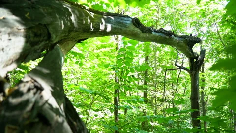 Nature - A broken tree surrounded by foliage Stock Footage 157975938