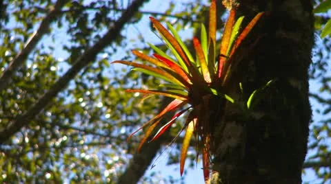 Nature, bromeliad in tree, Panama highlands Stock Footage