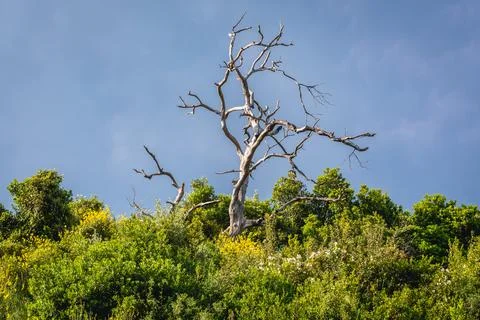 Nature in Budva Stock Photos