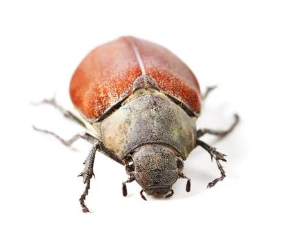 Nature, bug and insect with beetle in studio for environment, zoology and fauna Stock Photos