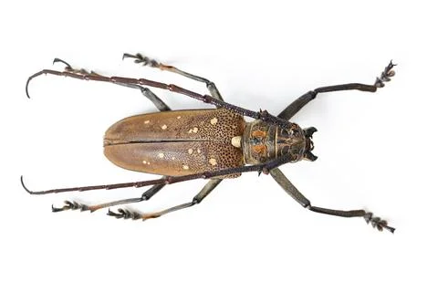 Nature, bug and insect with beetle in studio for ecosystem, biology and wildlife Stock Photos