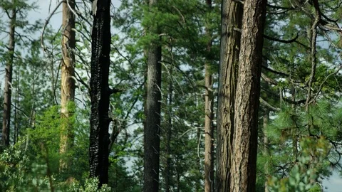 Nature, burned tree Vídeos de archivo 76117192