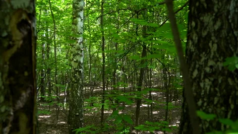 Nature-The camera moves through a door created from fallen trees Stock Footage 157975526