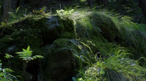 Nature (camera slider) Stock Footage 37749549