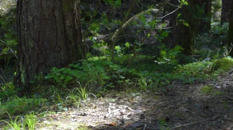 Nature (camera slider) Stock Footage 37750596