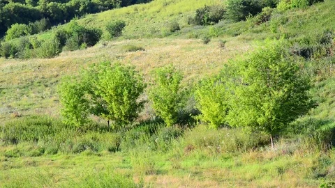 A Nature of central Russia in August Vidéo 70358942