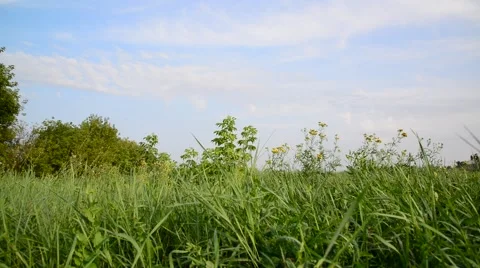 Nature of central Russia in summer Vidéo 67710986