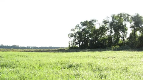 Nature of central Russia in summer Vidéo 72824693