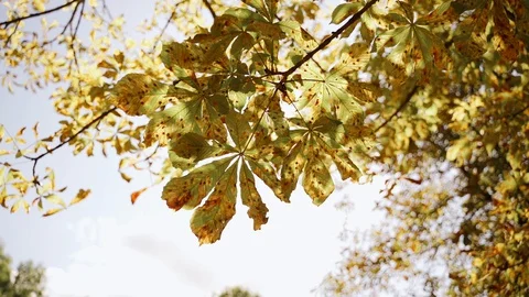 Nature: Chestnut leaves on tree in the sun light. Slow motion Stock Footage 128193497