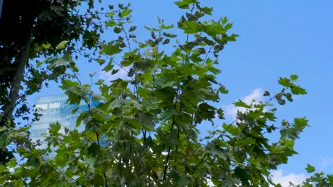 Nature in city and distant skyscraper Vidéo 281159241