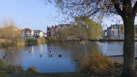 Nature in the City Stock Footage 101883008
