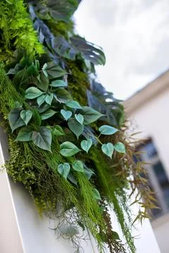 The nature in the city 写真素材