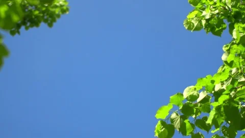 Nature clear blue sky background with fresh first spring foliage of trees as Stock Footage 109428999