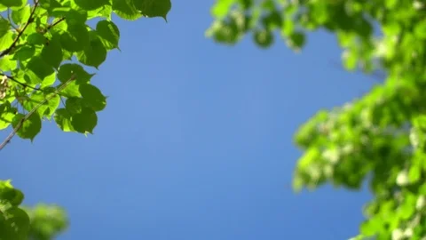 Nature clear blue sky background with fresh first spring foliage of trees as Stock Footage 109429122
