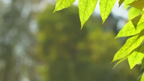 Nature clear blue sky background with fresh first spring foliage of trees as Stock Footage 116586184