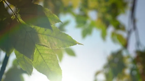 Nature clear blue sky background with fresh first spring foliage of trees as Stock Footage 116586241