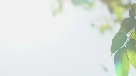 Nature clear blue sky background with fresh first spring foliage of trees as Stock Footage 116664311