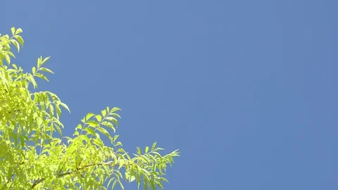 Nature clear blue sky background with fresh first spring foliage of trees as Stock Footage 116728358