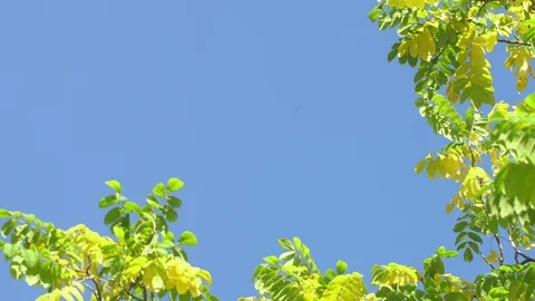 Nature clear blue sky background with fresh first spring foliage of trees as Stock Footage 116985729